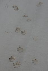 Dingo pawprints on Fraser Island